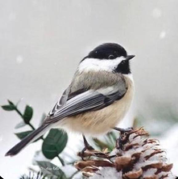 Meet your Posher, Leslie - Picture 1 of 1